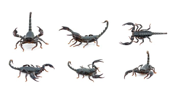Group of emperor scorpion (Pandinus imperator) isolated on a white background. Insect. Animal.
