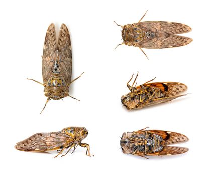 Group of large brown cicada insect isolated on white background. Insects, Animals, Bug.
Group of large brown cicada insect isolated on white background. Insects, Animals, Bug.