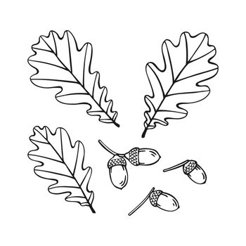 Set of hand drawn oak leaf  and acorn outline. Line art style isolated on white background.