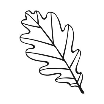 Hand drawn oak leaf outline. Oak leaf in line art style isolated on white background.