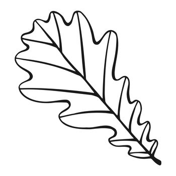 Hand drawn oak leaf outline. Oak leaf in line art style isolated on white background.
