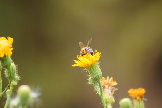 Closeup of bee pollinating a perennial sowthistle flower with blurred background