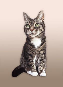 Beautiful female tabby cat, lovely adorable pet