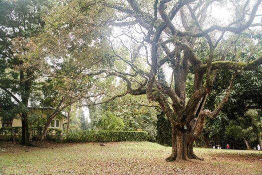Old big tree with twisting branches in Royal Botanical Garden in Sri Lanka