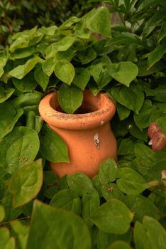 Terracotta pot amongst the leaves. A terracotta pot amongst green leaves.