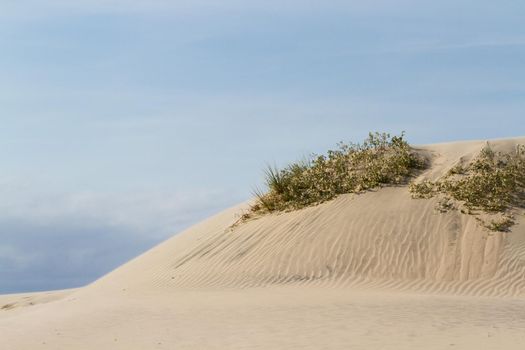 Coastal dunes