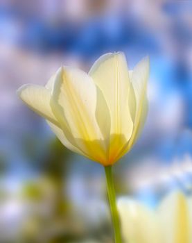 A telephoto of a beautiful tulip in springtime