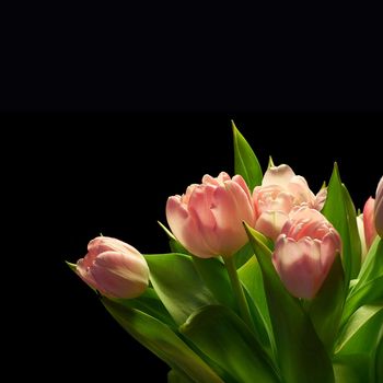 Tulips against a black background. An arrangement of tulips against a black background.