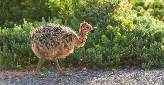 Ostrich chick on the go. A baby ostrich chick walking down the road.