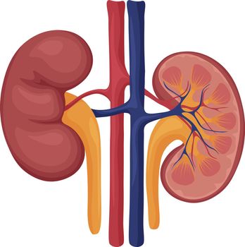 Human kidneys. Image of human kidneys. Internal organs. Human anatomy. Vector illustration
