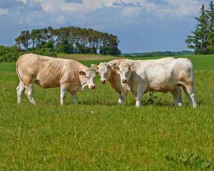 Cattle grazing. A herd of Charolais cattle grazing in a pasture in Denmark.