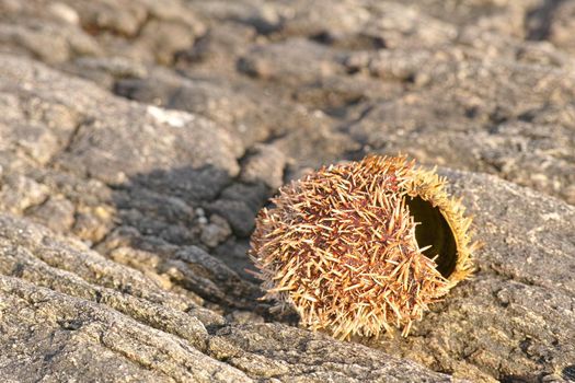 Sea urchin by the shore. A dried sea urchin on a rockface in a tidal pool - closeup.