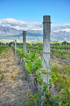 Wester Cape winelands. A scenic view of a vineyard in the Cape winelands.