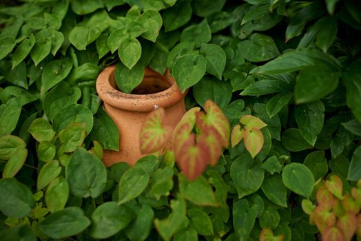 Decorate your garden. A ceramic pot amongst leaves in a garden.