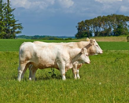 Charolais cattle. A herd of Charolais cattle grazing in a pasture in Denmark.