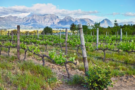 Cultivating award-wining wines. A scenic view of a vineyard in the Cape winelands.