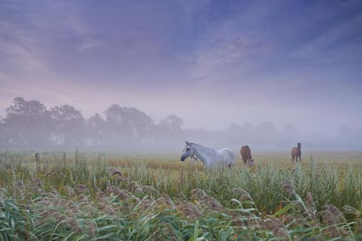 Equine beauty on a misty morning. Horses grazing in a misty field.