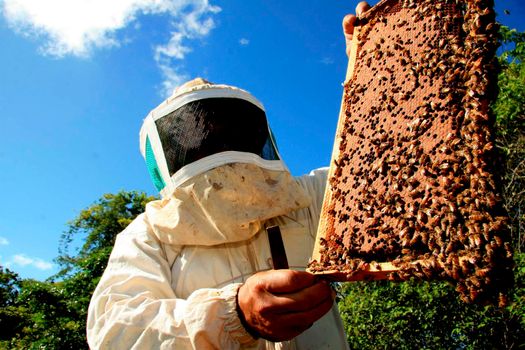 apiary honey production