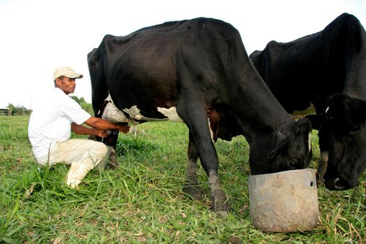 manual milking in a farm in bahia
