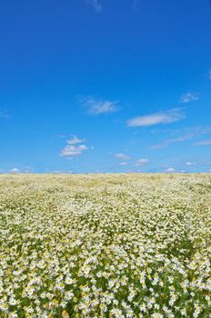 Idyllic summer scene. A landscape photo of a green field and blue sky.
