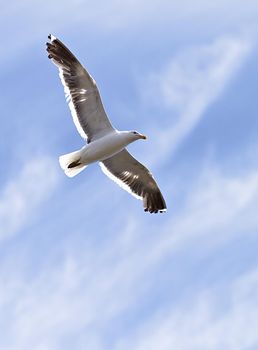 A photo of a beautiful sea gull