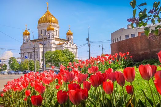 Christ the Savior Cathedral and tulips flowers at springtime, Moscow, Russia
