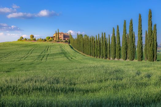 Countryside Landscape in Tuscany with italian cypresses in the background
