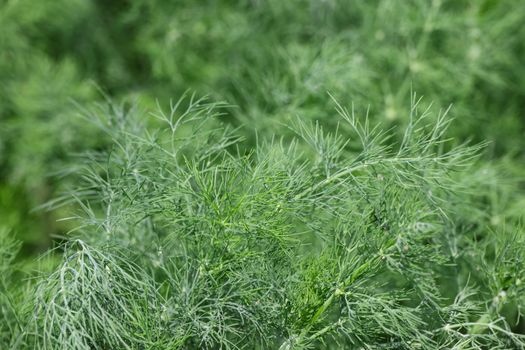 Fresh green dill growing on herb garden bed
