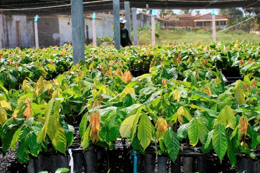 cocoa seedling nursery in bahia