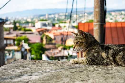 Homeless cat in Betlemi quater