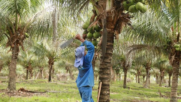 coconut harvest in bahia
