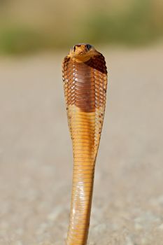 Defensive Cape cobra - Kalahari desert
