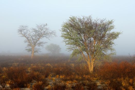 Trees in mist - Kalahari desert