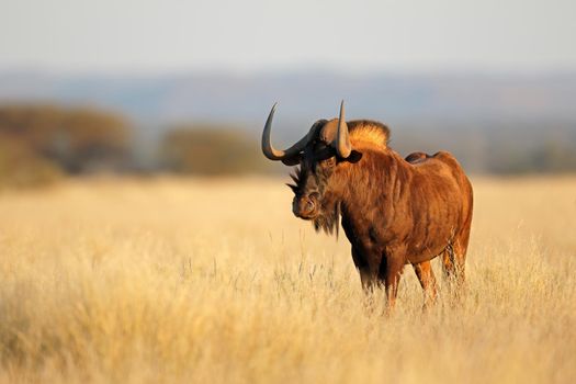 Alert black wildebeest in grassland