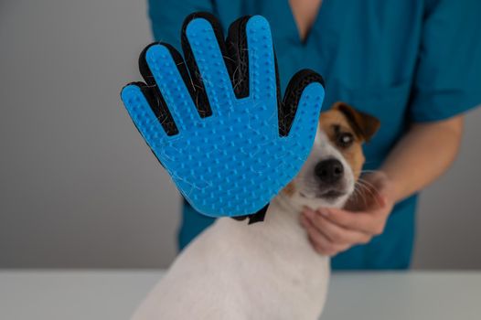 Veterinarian combing a Jack Russell Terrier dog with a special glove.