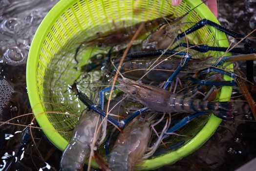 Fresh raw shrimp at Thai seafood market