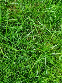 Green juicy grass close up background