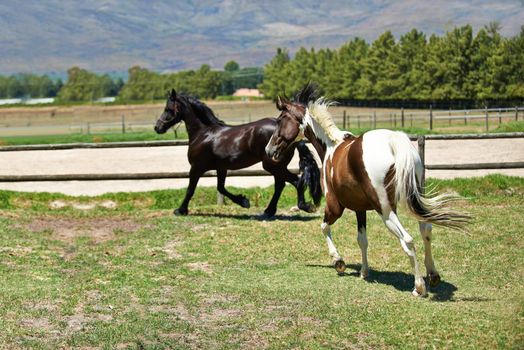 Stretching their legs. two horses trotting in a field on a ranch.