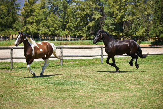 Free to run. two horses cantering in a field on a ranch.