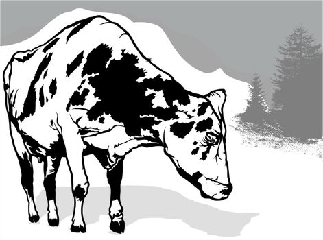 Drawing of Spotted Dairy Cow from Front View