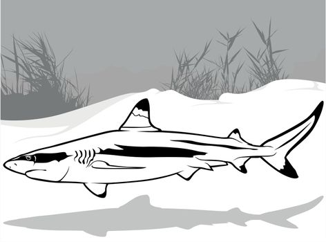 Drawing of Blacktip Reef Shark from Profile