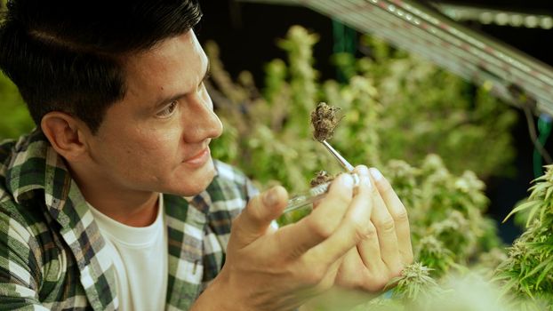 Marijuana farmer tests marijuana buds in curative marijuana farm