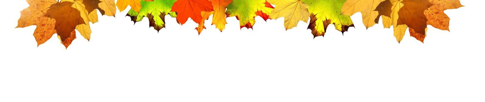 Colorful bright leaves isolated on white background in a frame