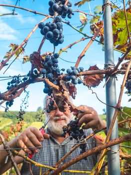 Piacenza, Italy - September 2022 caucasian senior farmer harvesting grapes
