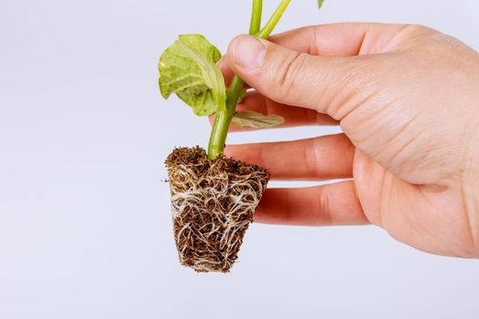 A farmer holds a stalk of cucumber seedling on a white background, shows the root system.