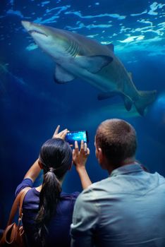 Capturing an aquatic king. a young couple taking a snapshot of the fish in an aquarium.