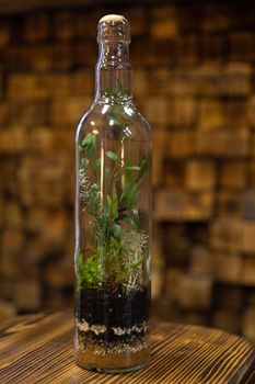 flowers and moss that grow inside the bottle