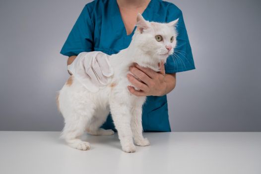 Veterinarian washing a fluffy white cat with a disposable wet glove. Pet hydrosol cleaning gloves.