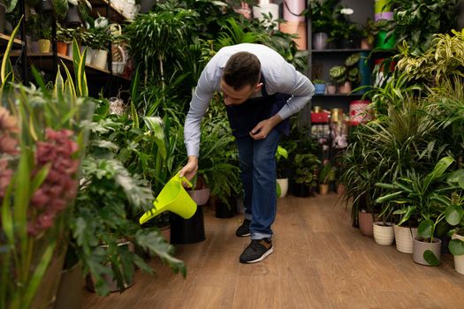 florist in a flower and bouquet shop watering potted plants