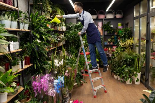 male florist In a garden center watering potted plants while standing on a ladder